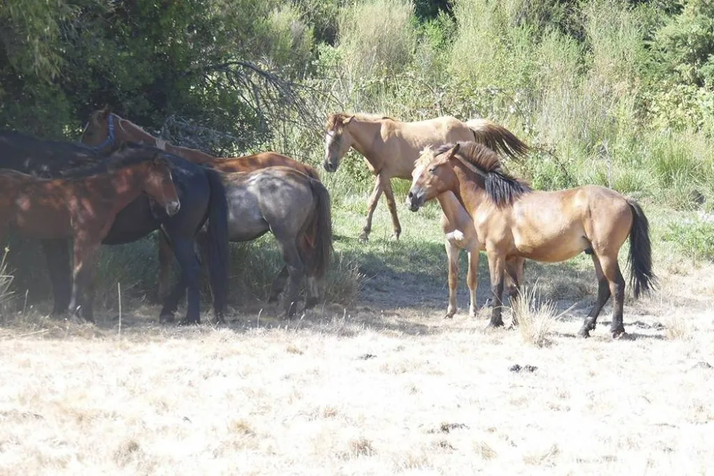 Cascada natural en bosque autóctono del sendero de trekking